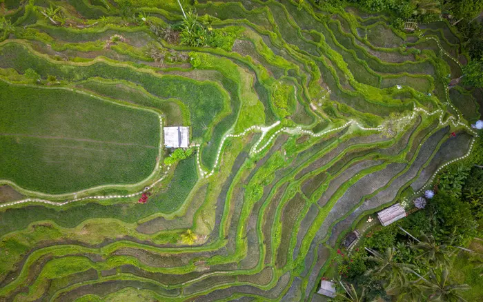 Bali rice terraces from above